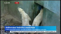 ブルノ動物園でコメタの去った後のコーラとナヌクの様子 (Apr.3 2014)