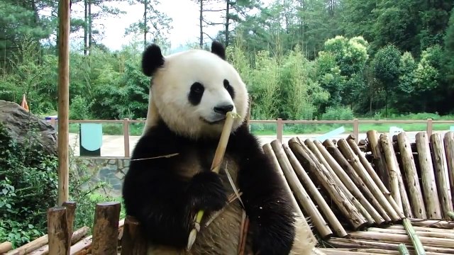 Jose Luis Colmenter: Oso panda comiendo bambú. Video: Hidden Bomber