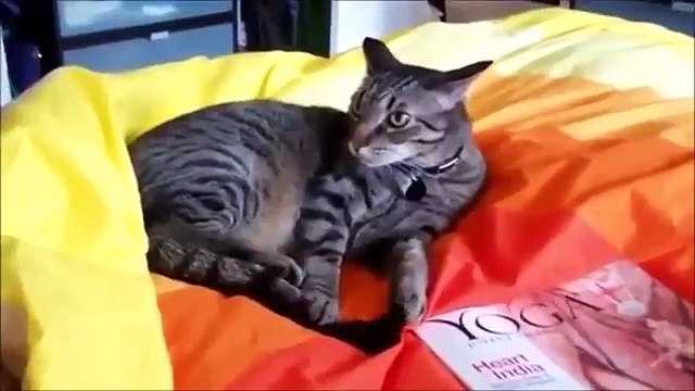 Вражеский хвост. Смешные приколы кошки