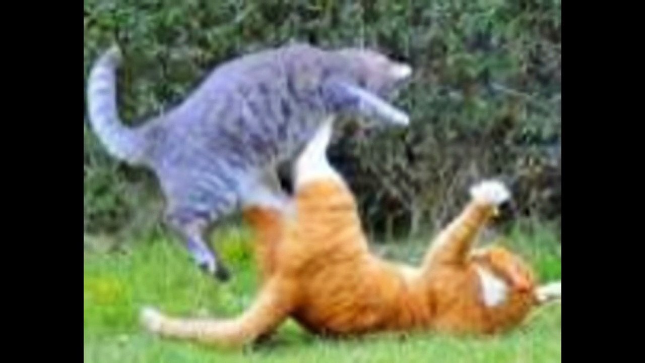Warrior cats- Into the wild 1