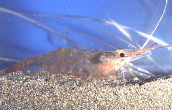 D'où viennent les Crevettes de Supermarché ? - Product (4min-2016)