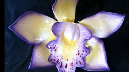 Orchidées