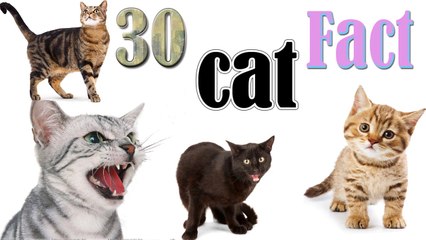 30 lists of Cool Facts about Cats You don't know