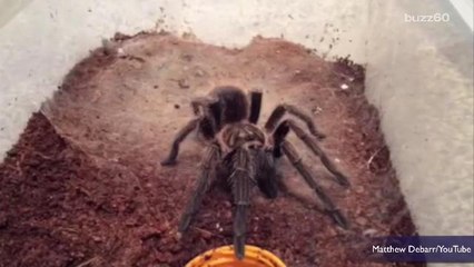 Tarantulas Escape on a Plane Mid Flight