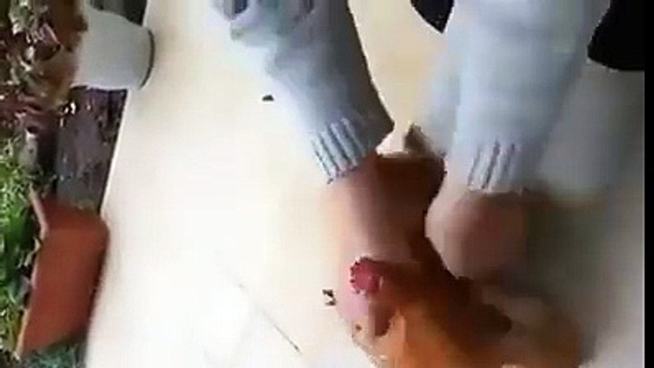 شاهد كيف يذبح المسلمون الدجاج بالطريقة الرحيمة سبحان الله