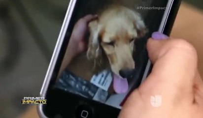 Las mascotas también son objeto de secuestro y extorsión en México