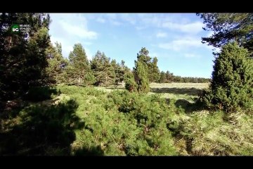 Wild Britain with Ray Mears | Series 2 | 01 of 10 | Caledonian Pine Forest [English Subtitles]