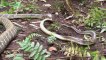 EPIC FIGHT - Snake vs Snake, King Cobra Eats Python, Bat vs Python
