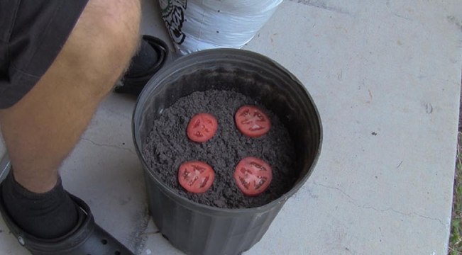 Ele colocou 4 rodelas de tomate num vaso... 10 dias depois... Impressionante! Não imaginava que fosse possível!