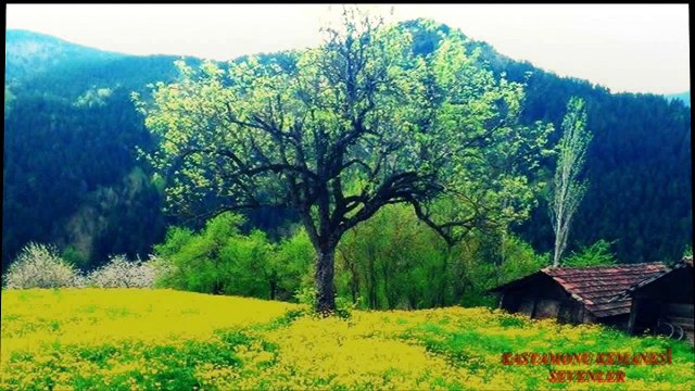 Köçek Sabri- Bas Bas Paraları Leylaya-Urfalı Zeyno