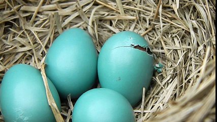 Baby Bird Hatching Video