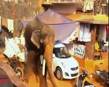 Biggest wild animal fights - CRAZIEST Animals Attack - Elephant vs Crocodile vs Lion