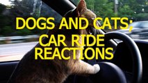 Cats and dogs on their first car ride - Cute and funny animal compilation