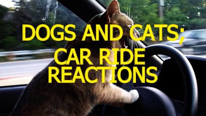 Cats and dogs on their first car ride - Cute and funny animal compilation