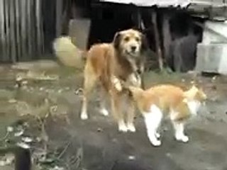 Cat Hugging Dog.... Very CUTE