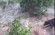 Amazing !! Buffalo defends her Calf by charging at a pack of LIONS