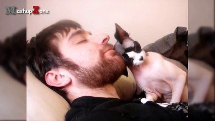 Funny Cats Love Beards Compilation || NEW HD