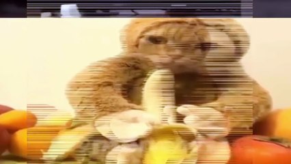 Funny Animals - Funny Animals Compilation! (Cute Dogs and Cats)