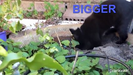 Best Funny and Cute Animals Compilation! - Cute Dogs and Cats