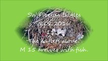 SW Florida Eagles, 5.02.2016, 15:34. Eaglets alone.  M 15 arrives with fish