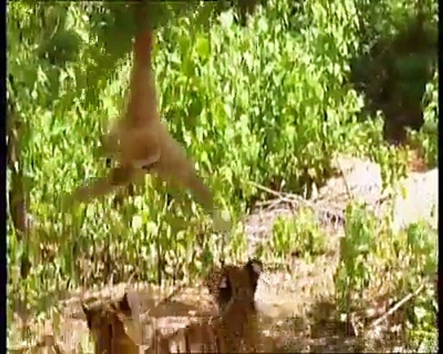 monkey teasing lion ( funny clip)