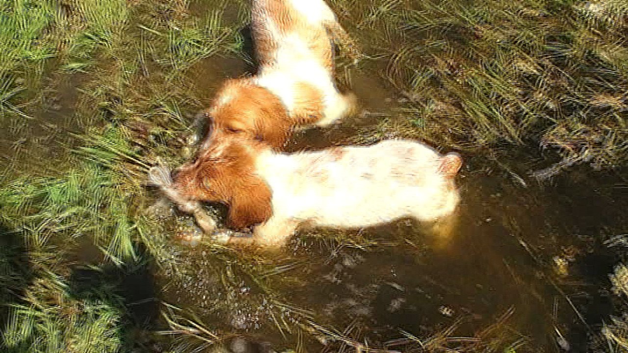 Malto et Merkur  à  l'eau  à 10 semaines . - Copie