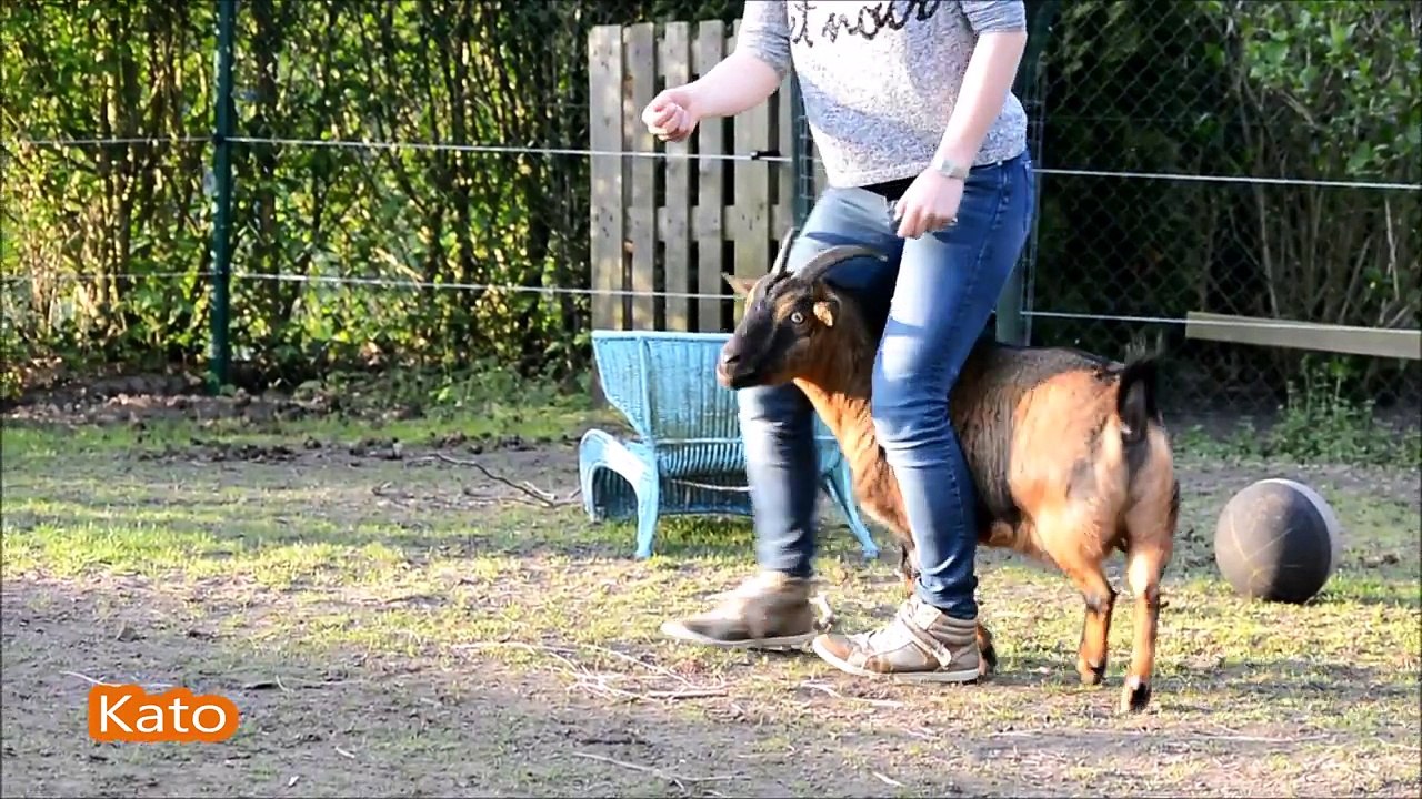 training roosje kato milca