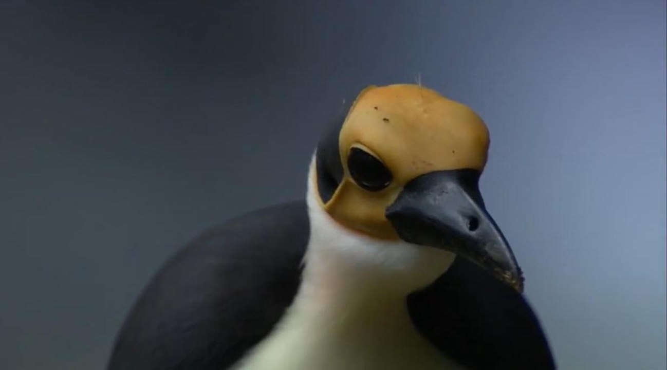 The Birds That Have Lived for 44 Million Years