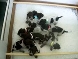 Katelands Gundogs German Shorthaired Puppies 17 days old