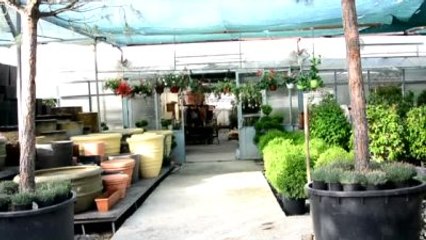 Kapalı Ortamda Sağlık İçin Doğal Reçete "Salon Bitkileri"