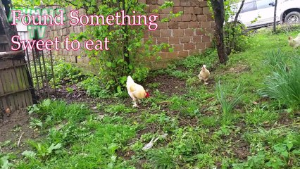 Most Gentle Rooster Calls Hens To Share Food - Cute Animals From Vilage
