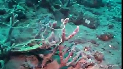 Miracle Mojza of Islam And Islam