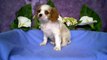 cavalier king charles spaniël pups te koop, geboren 24 april 2011, woefkesranch