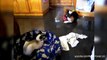 Dogs React To Finding Cats Sleeping In Their Beds.