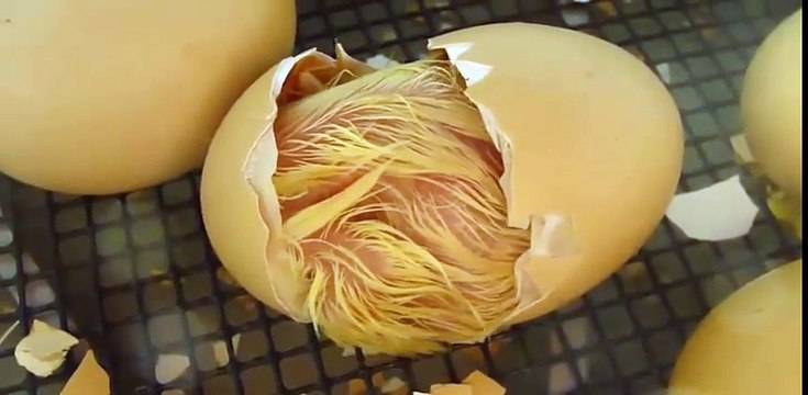 Allah Ki Qudrat Allah Ki Qudrat Ka Karishma