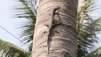 "JUNGLE PICK" -COMEDY SHORT FILM