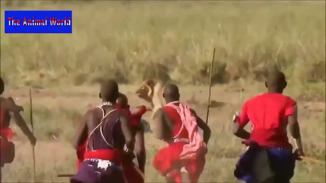 Biggest wild animal fights CRAZIEST Animals Attack Caught Crazy animal attack, funny animals HD