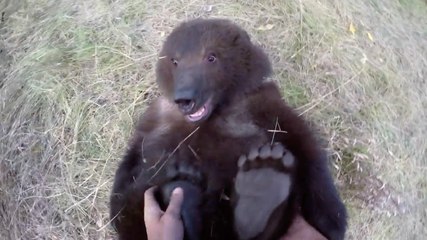 L'improbable relation entre Casey Anderson et les grizzlys !