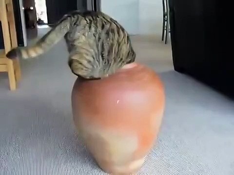 Кот в горшке . Во дает !