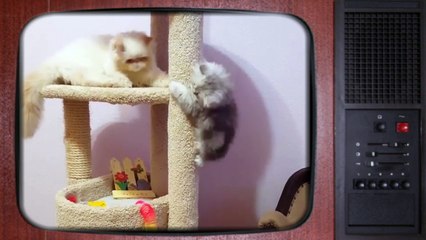 Коты играются. Хорошее настроение .