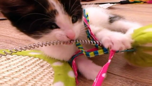 Котята играются. Хорошее настроение .