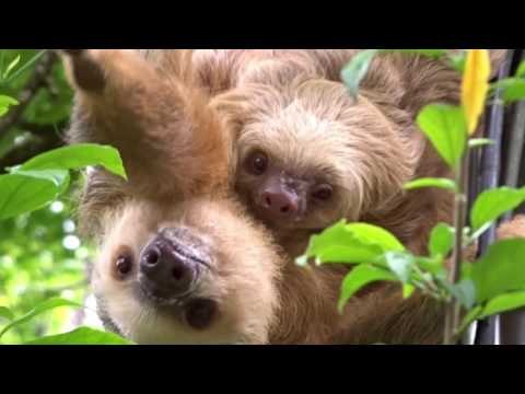 Adorable Mama and Baby Sloth Hang Out and Play