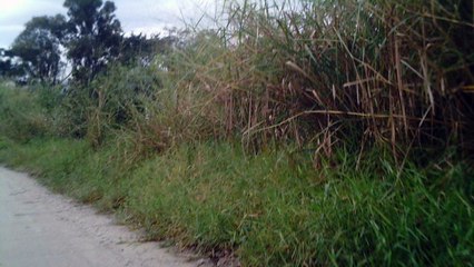 Bicicleta Soul, SLI 29, amigos, amigas, família, 21 bikers, 38 km de trilhas vespertinas e noturnas, Tremembé, SP, Brasil, Rio do Paraíba do Sul, várzeas e estradas vicinais, 2016
