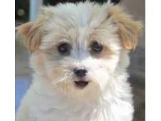 Happy Birthday from your fur babies