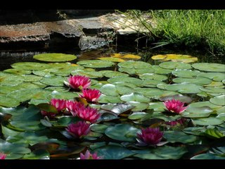 Fleurs d'eau