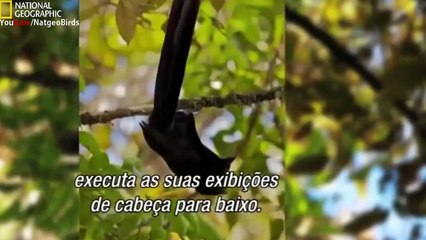 001_National Geographic Documentray -- Birds Of Paradise -- Natio