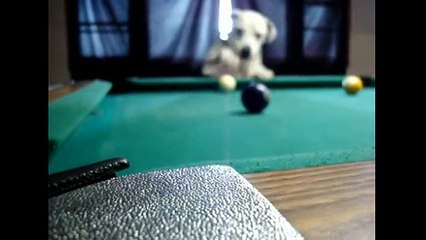 Bilardo oynayan köpek! İnanılmaz...