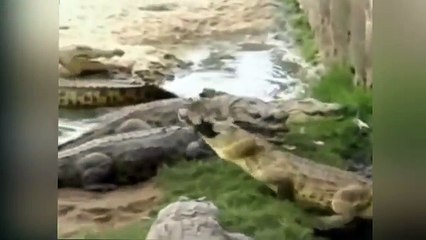 Hombre devorado por unos cocodrilos en Costa de Marfil por descuido