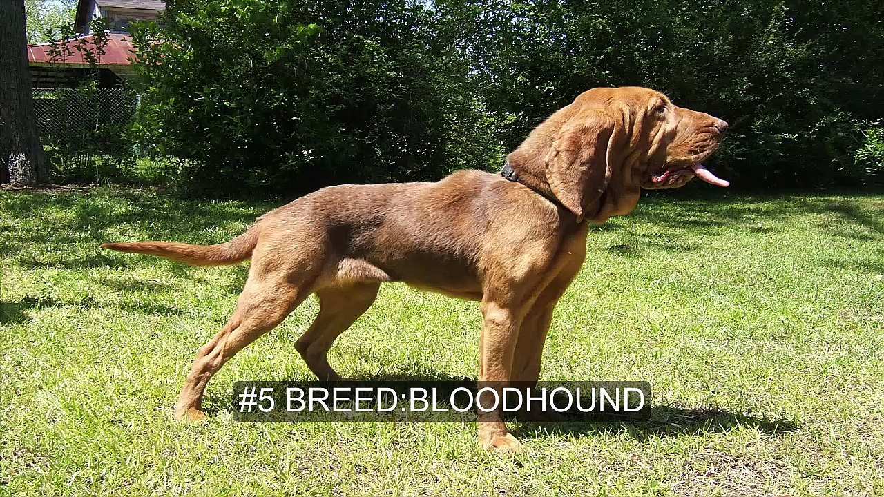 TOP 10 Latest Hunting Dogs of 2016