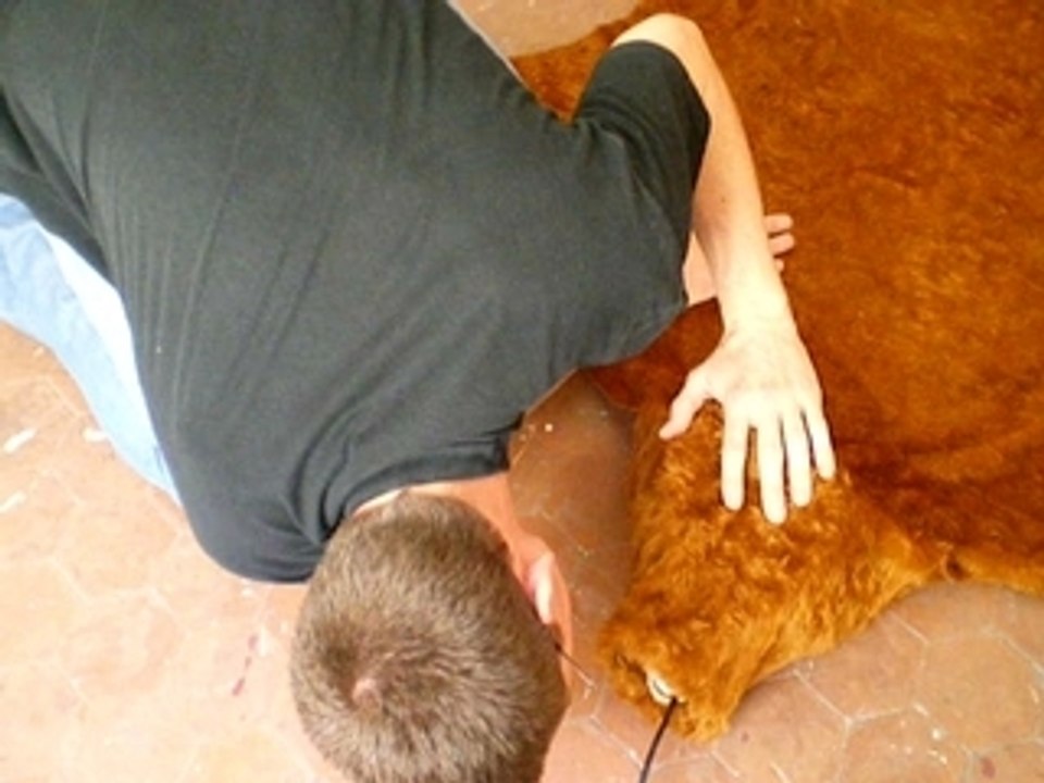 peau d ours qui grogne